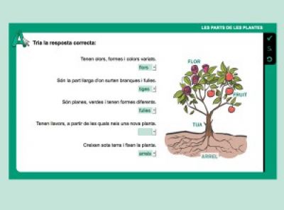 Activitats sistemàtiques interactives