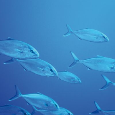 Parc d'Esculls de Barcelona | Exposició